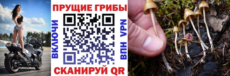 Псилоцибиновые грибы MAGIC MUSHROOMS  купить  сайты  Первоуральск 